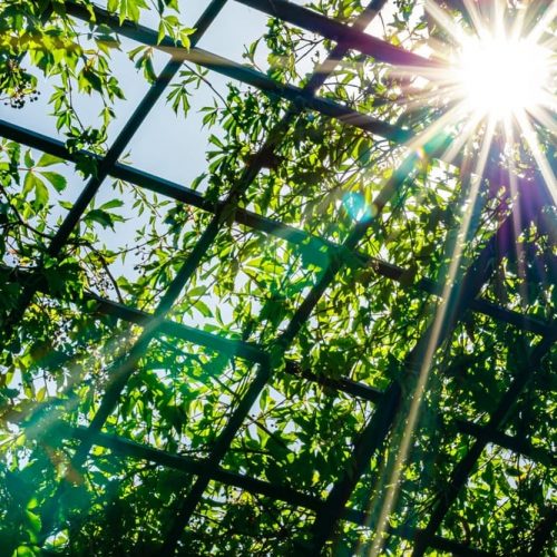 Pergola groen